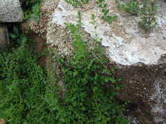 Patellifolia procumbens