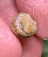 Fruticicola fruticum