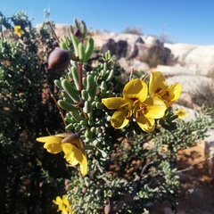 Roepera lichtensteiniana