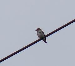 Muscicapa griseisticta