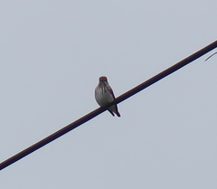 Muscicapa griseisticta