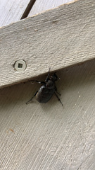 Osmoderma scabra