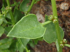 Patellifolia procumbens
