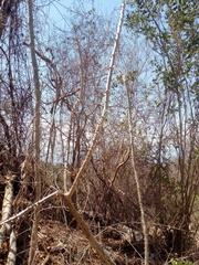 Cnidoscolus megacanthus