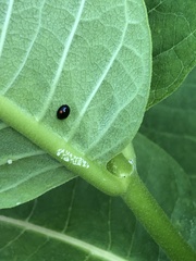Coleoptera