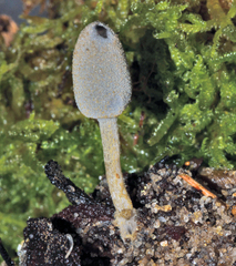 Coprinopsis tuberosa