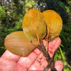 Potamogeton pulcher