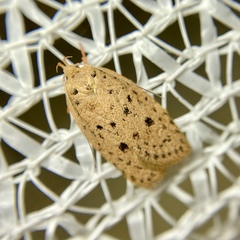 Garrha atripunctatella