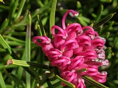Grevillea confertifolia