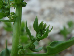 Patellifolia procumbens