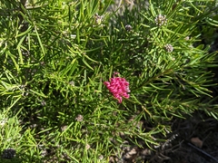 Grevillea confertifolia