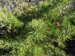 Grevillea confertifolia