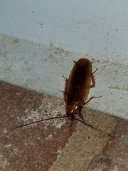 Parcoblatta virginica