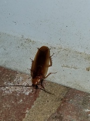 Parcoblatta virginica