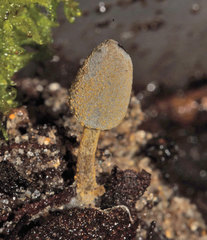 Coprinopsis tuberosa