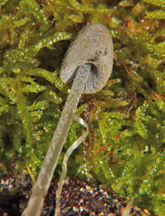 Coprinopsis tuberosa