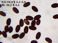 Coprinopsis tuberosa