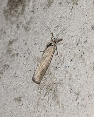 Pediasia luteella