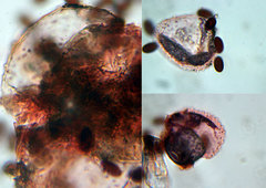 Coprinopsis tuberosa