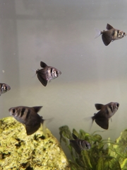 Gymnocorymbus ternetzi