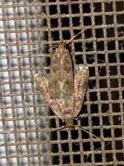 Loxostegopsis merrickalis