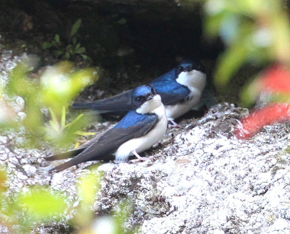 Notiochelidon cyanoleuca image