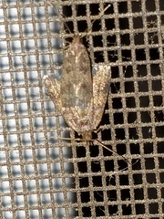 Loxostegopsis merrickalis