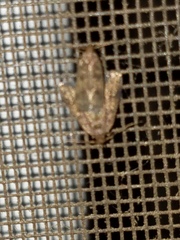 Loxostegopsis merrickalis