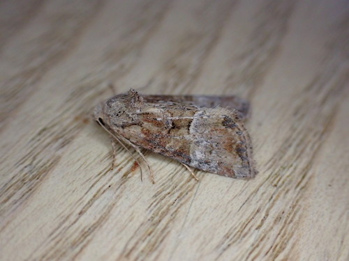Cloaked Minor photo 6