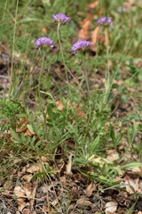 Knautia velebitica