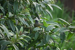 Phainoptila melanoxantha