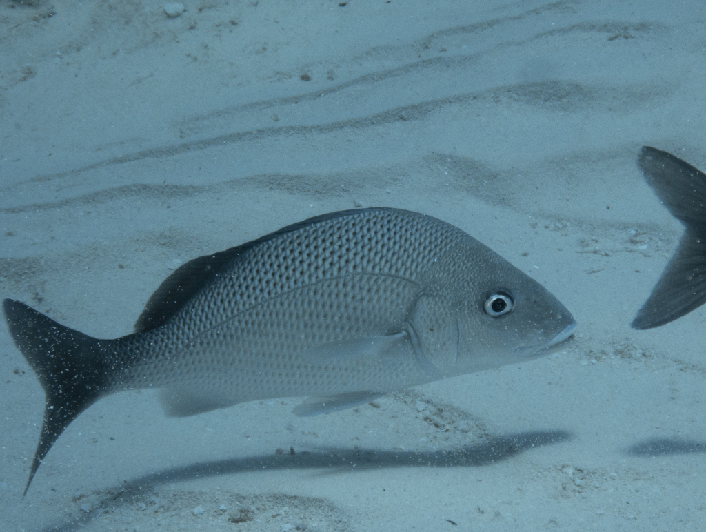 Grey grunt (Haemulon album) — Haemulidae