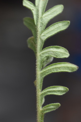 Knautia velebitica
