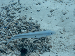 Malacanthus plumieri