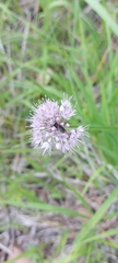Allium splendens