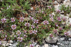 Thymus striatus