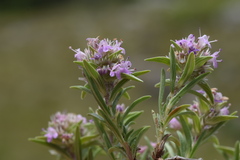 Thymus striatus
