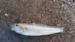 Percopsis omiscomaycus