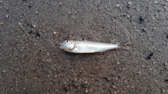 Percopsis omiscomaycus