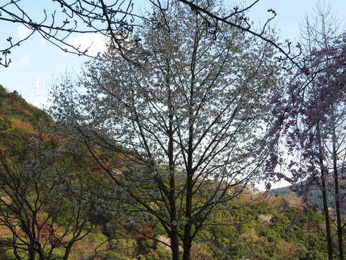 Magnolia kobus