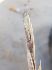 Elymus farctus