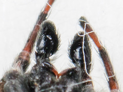 Attulus monstrabilis