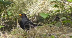 Turdus merula
