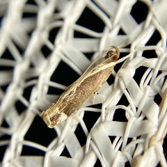 Chaliniastis astrapaea