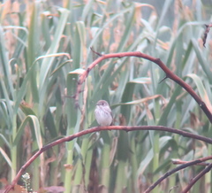 Muscicapa griseisticta