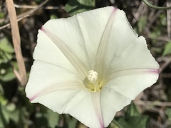 Calystegia purpurata