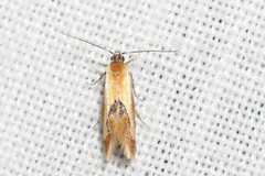 Batia lunaris
