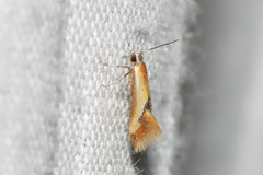 Batia lunaris