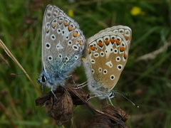 Polyommatus icarus