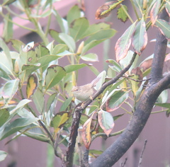 Phylloscopus schwarzi